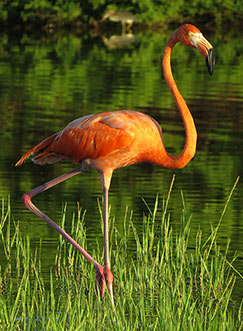 American Flamingos