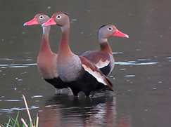 Black-bellied Whistling Duck