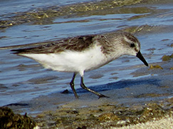 Semipalmated Sandpiper