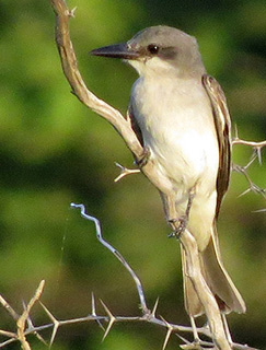 Gray Kingbird