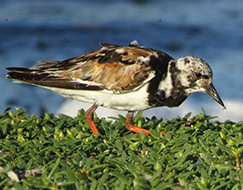 Ruddy Turnstone