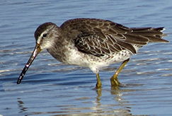 Short-billed Dowager