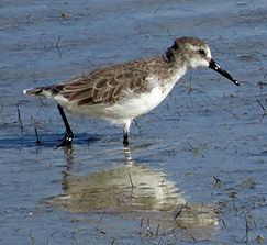 Western Sandpiper