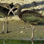 Glossy Ibis