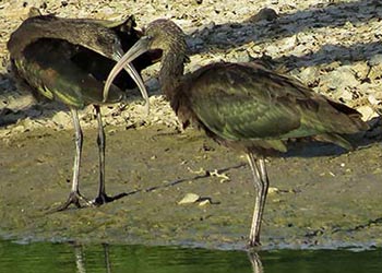 Zwarte Ibis waargenomen op Bonaire