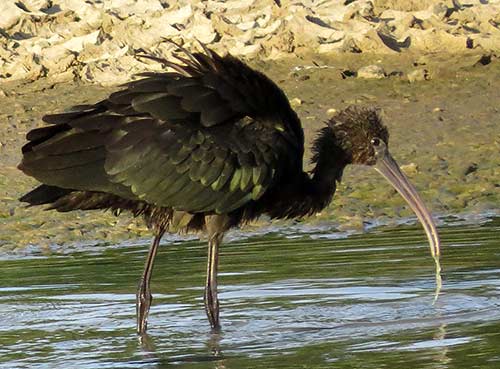 Een zwarte Ibis vist in een wetland op Bonaire.