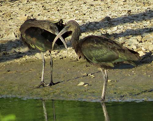 Twee zwarte Ibissen foerageren in een waterrijk gebied op Bonaire.
