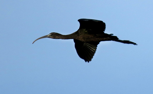Een zwarte Ibis tijdens de vlucht.