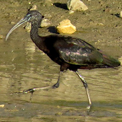 Zwarte Ibis