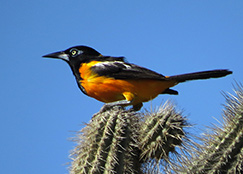 Venezuelan Troupial