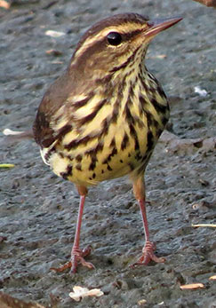 Northern Waterthrush