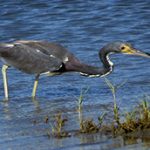 Tricolored Heron