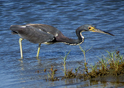 Tri-colored Heron