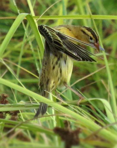 Grote zwermen Bobolinks gebruiken de zoetwaterwetlands van Bonaire bij LVV tijdens hun migraties.