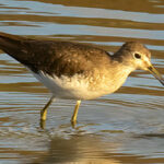 Solitary Sandpiper