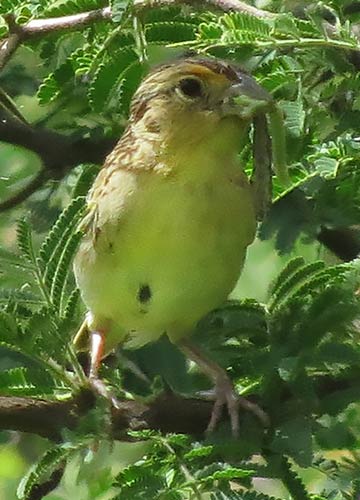 De sprinkhaangors in de zoetwaterwetlands van Bonaire.