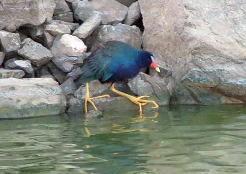 Een purpergallinule in de zoetwaterwetlands van Bonaire.