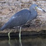 Little Blue Heron