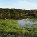 The main pond at the LVV birdwatching site.