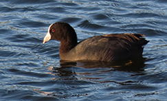 American Coot