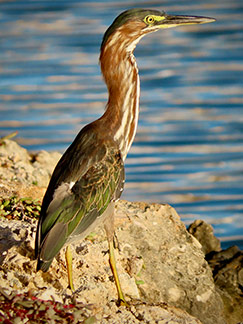 Green Heron