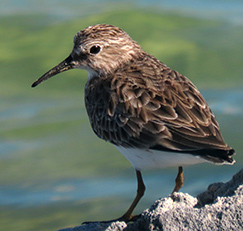 Least Sandpiper