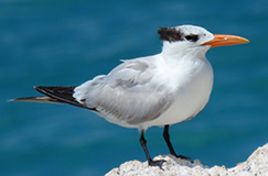 Royal Tern