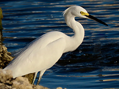Snowy Egret