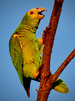 Yellow-shouldered Parrot