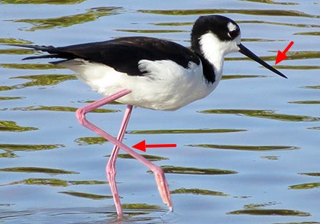 Amerikaanse steltkluut