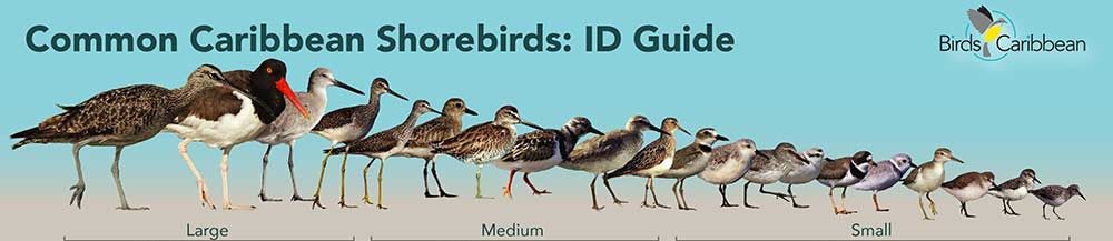 Identificatie van Caribische kustvogels