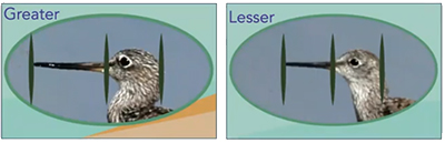 Geelpoot versus kleine geelpoot--lengte van de snavel.