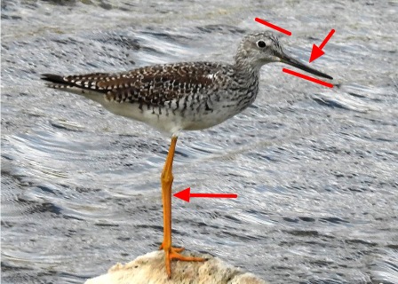 Grote geelpootruiter