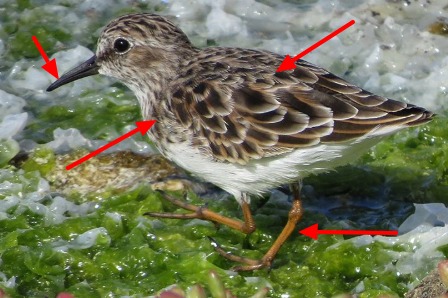 Kleinste strandloper