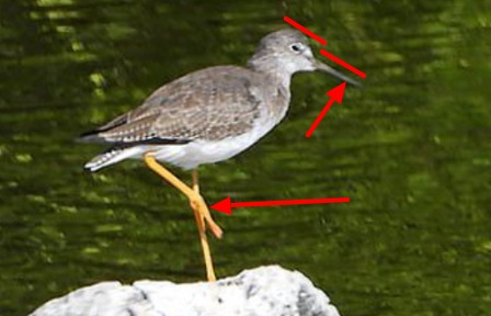 Kleine geelpootruiter