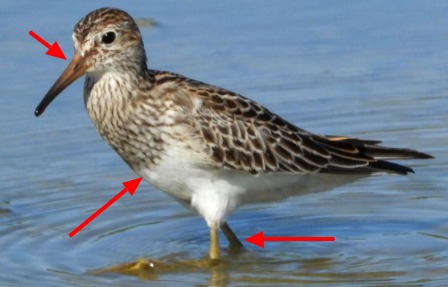 Gestreepte strandloper