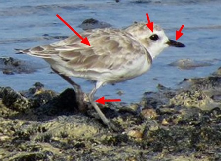 Amerikaanse strandplevier