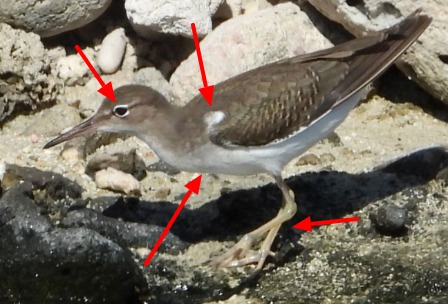 Amerikaanse oeverloper