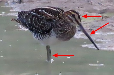 Amerikaanse watersnip