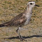 American Golden Plover