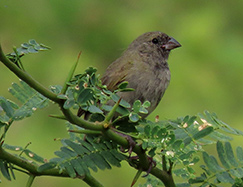 Black-faced Grassquit