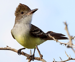 Brown-crested Flycatcher