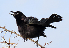 Carib Grackle