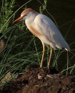 Cattle Egret