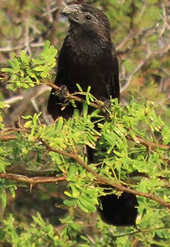 Groove-billed Ani