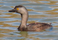 Least Grebe