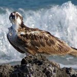 Osprey hunting along Bonaire's shoreline.