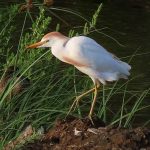 Cattle Egret in breeding plumage.