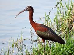 Glossy Ibis