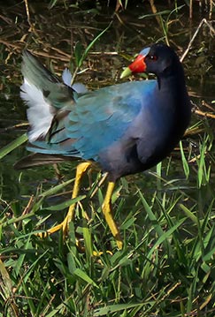 Purple Gallinule